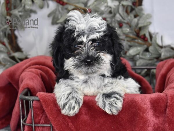 Shih Poo Dog Female Black & White 601 Petland Independence, Missouri