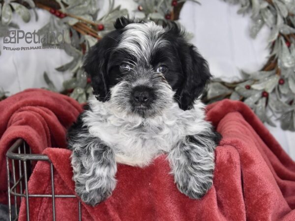 Shih Poo Dog Male Merle Parti 600 Petland Independence, Missouri