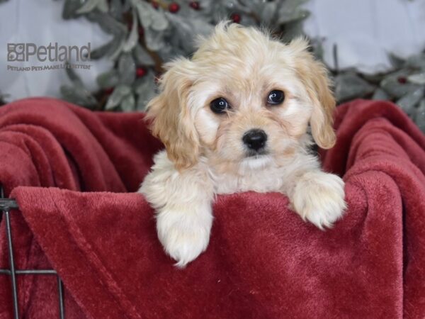 Cavapoo Dog Female 594 Petland Independence, Missouri