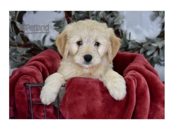 Miniature Goldendoodle-Dog-Male-Golden-607-Petland Independence, Missouri