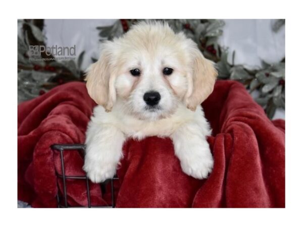 Miniature Goldendoodle Dog Female Golden 610 Petland Independence, Missouri