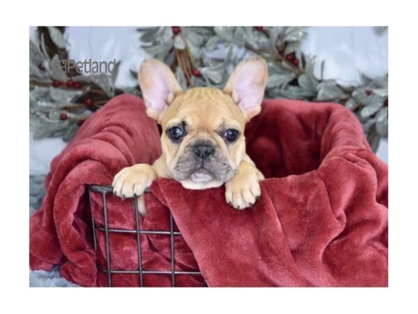 French Bulldog-Dog-Female-Fawn Merle-614-Petland Independence, Missouri