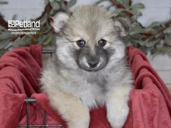[#5433] Sable Male Pomsky 2nd Gen Puppies For Sale