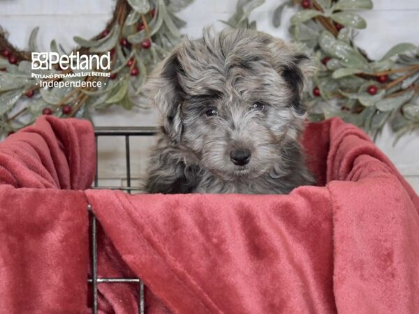 Miniature Aussidoodle-Dog-Female-Blue Merle-5436-Petland Independence & Lee's Summit, MO