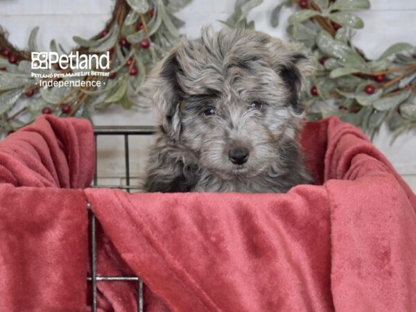 Miniature Aussidoodle Dog Female Blue Merle 5436 Petland Independence, Missouri