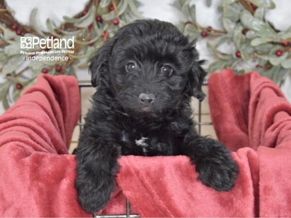 Miniature Aussidoodle-Dog-Female-Black-5438-Petland Independence, Missouri