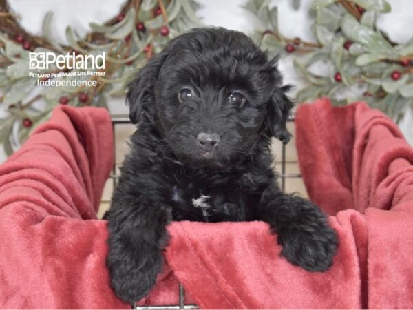 Miniature Aussidoodle-Dog-Female-Black-5438-Petland Independence & Lee's Summit, MO