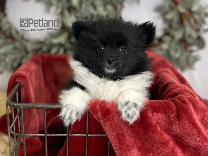 [#612] Black & White Male Pomeranian Puppies For Sale #2