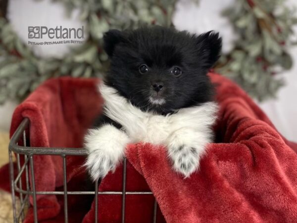 Pomeranian Dog Male Black & White 612 Petland Independence, Missouri