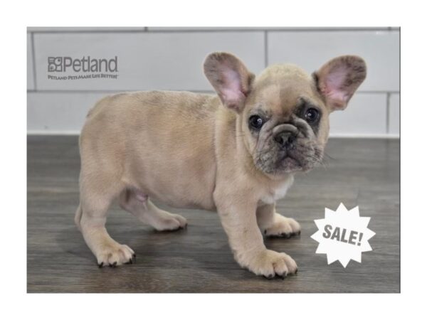 French Bulldog-Dog-Male-Merle-530-Petland Independence, Missouri