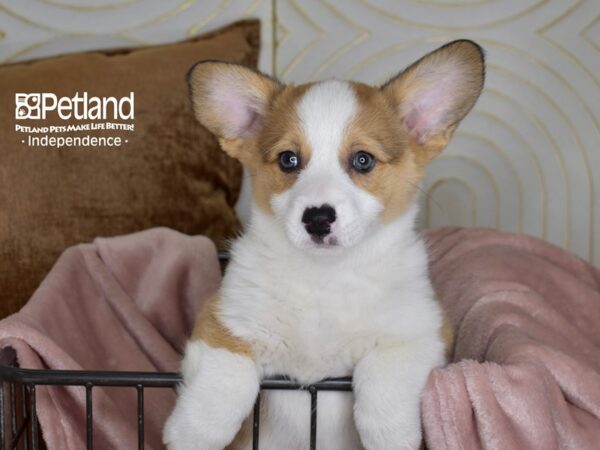 Pembroke Welsh Corgi Dog Female Red & White 5457 Petland Independence, Missouri