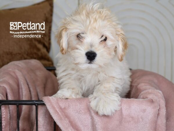 Miniature Goldendoodle 2nd Gen-Dog-Male-Light Golden-5440-Petland Independence & Lee's Summit, MO