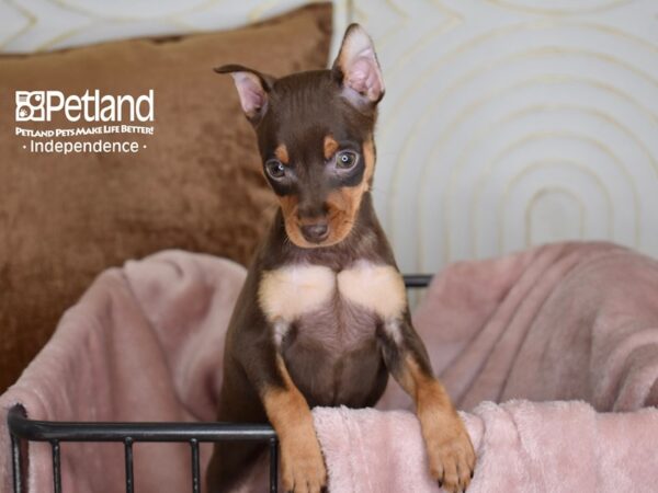 Miniature Pinscher Dog Female Chocolate & Tan 5444 Petland Independence, Missouri