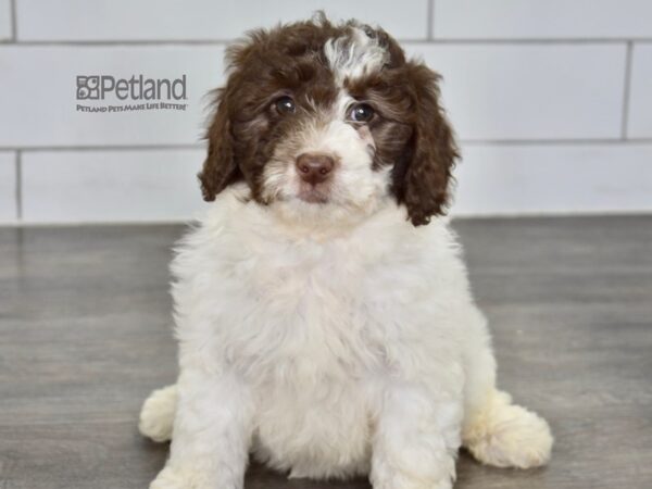 Miniature Goldendoodle 2nd Gen Dog Female Chocolate & White 620 Petland Independence, Missouri