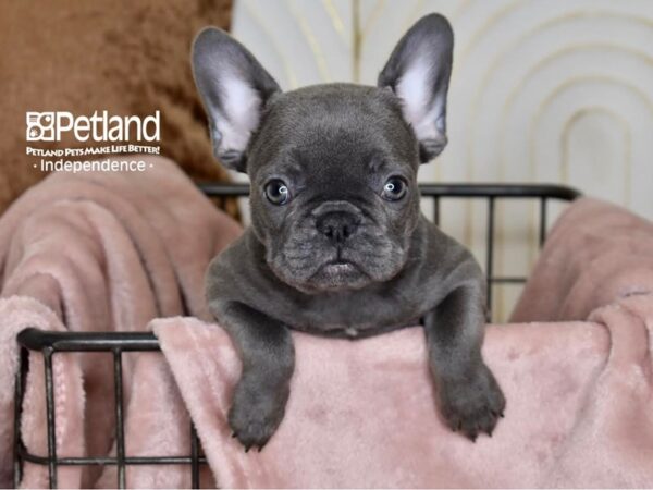 French Bulldog Dog Female Blue 5460 Petland Independence, Missouri