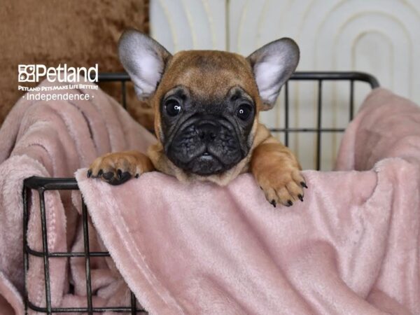 [#5465] Fawn Male French Bulldog Puppies For Sale