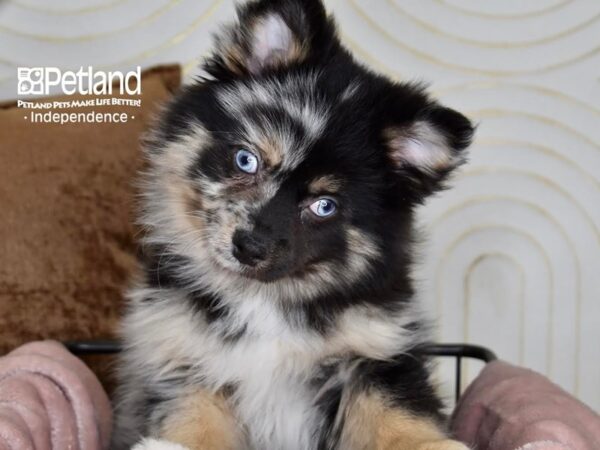 Pomsky 2nd Gen Dog Male Merle 5429 Petland Independence, Missouri