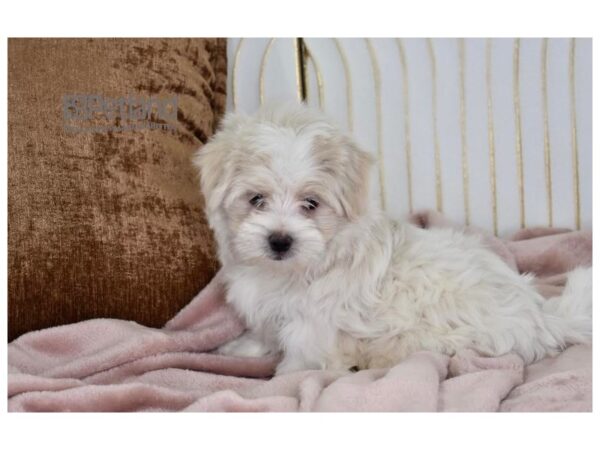 Maltipoo Dog Male Apricot 625 Petland Independence, Missouri