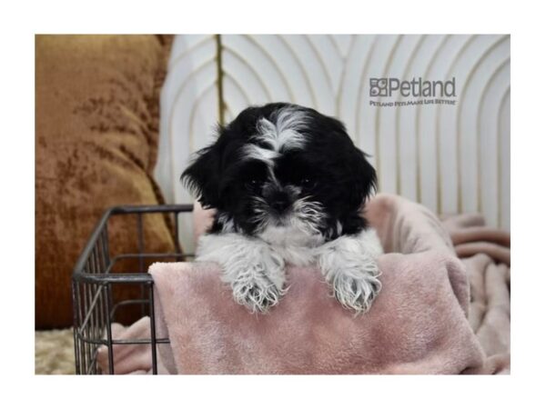 Shih Tzu Dog Male Black & White 630 Petland Independence, Missouri