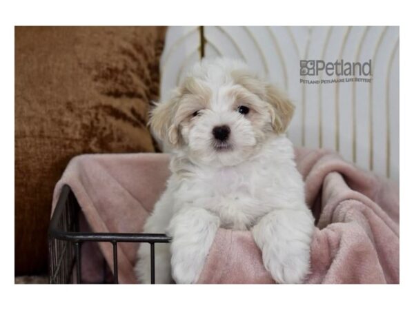 Havamalt-Dog-Male-Apricot-627-Petland Independence & Lee's Summit, MO