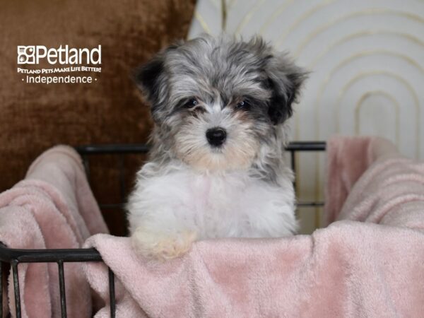 [#5467] Merle & White Male Maltipoo Puppies For Sale