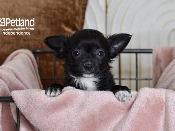 Chihuahua Dog Male Black 5477 Petland Independence, Missouri