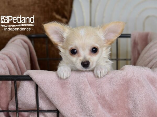 Chihuahua Dog Female Cream 5478 Petland Independence, Missouri