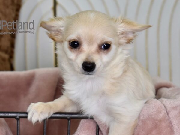 Chihuahua Dog Female Cream 643 Petland Independence, Missouri