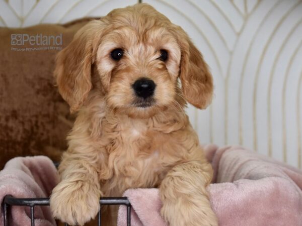 Miniature Goldendoodle-Dog-Male-Golden-635-Petland Independence & Lee's Summit, MO