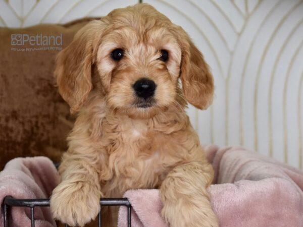 Miniature Goldendoodle Dog Male Golden 635 Petland Independence, Missouri