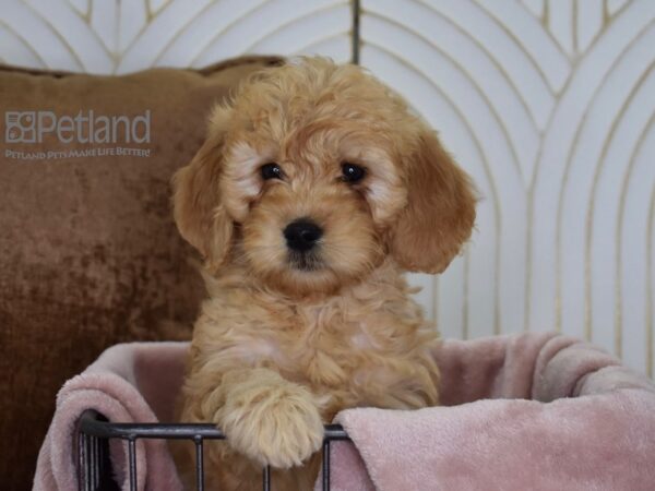 Miniature Goldendoodle Dog Male Golden 636 Petland Independence, Missouri