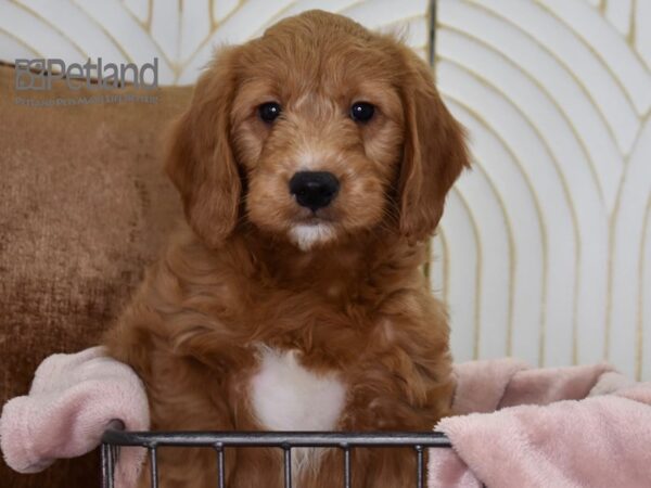 Miniature Goldendoodle-Dog-Male-Golden-637-Petland Independence & Lee's Summit, MO