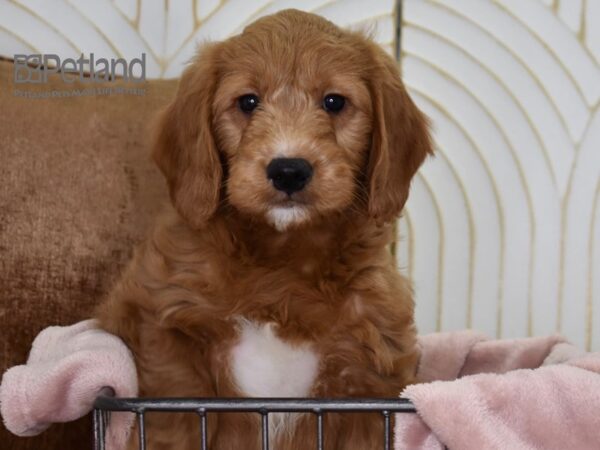 Miniature Goldendoodle Dog Male Golden 637 Petland Independence, Missouri