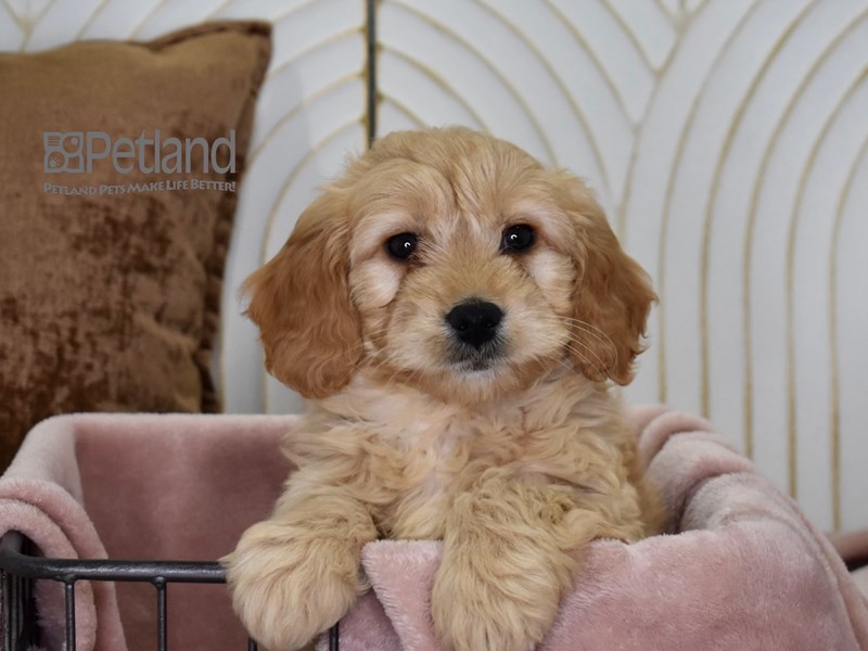[#640] Golden Female Miniature Goldendoodle Puppies For Sale #2