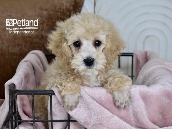 [#5473] Apricot Male Miniature Poodle Puppies For Sale