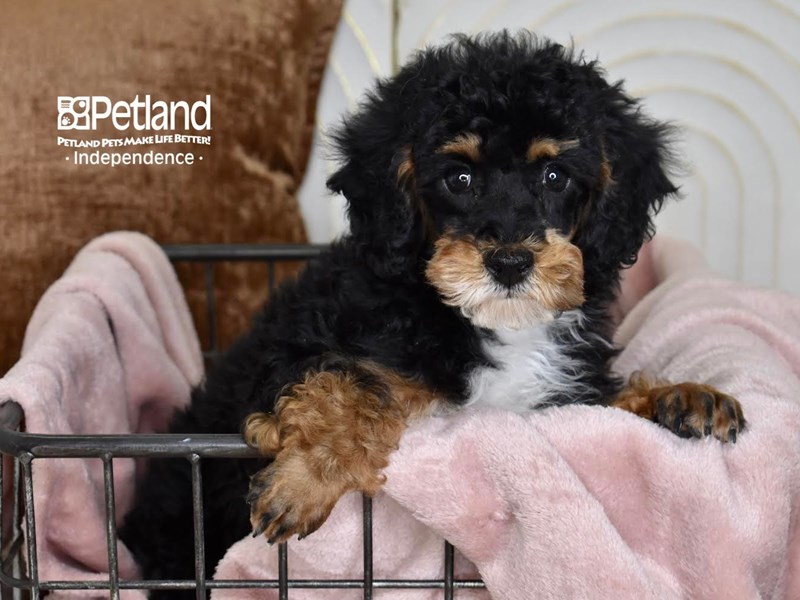 [#5474] Black & Tan Male Miniature Poodle Puppies For Sale