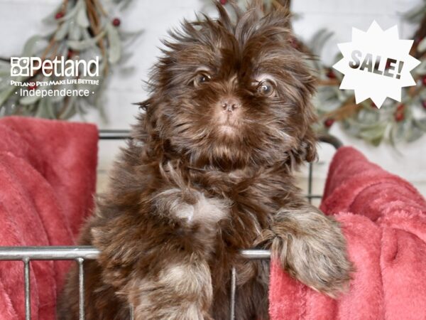 Shih Tzu Dog Male Chocolate 5364 Petland Independence, Missouri