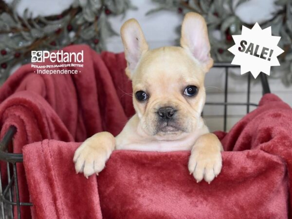 French Bulldog-Dog-Female-Fawn-5355-Petland Independence & Lee's Summit, MO