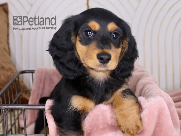 Dachshund Dog Male Black & Tan 644 Petland Independence, Missouri