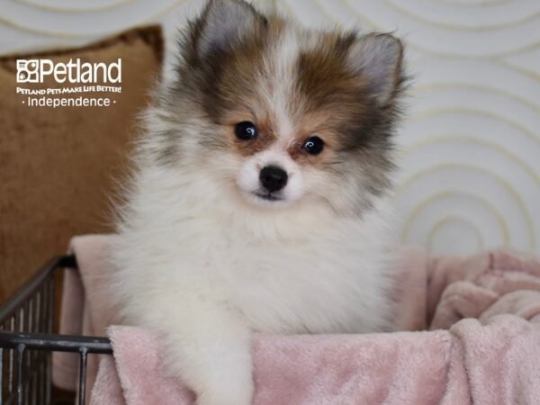 Pomeranian-Dog-Female-Orange Sable Parti-5508-Petland Independence, Missouri