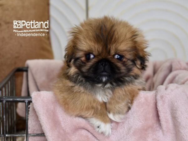 Pekeapoo Dog Male Orange Sable 5505 Petland Independence, Missouri