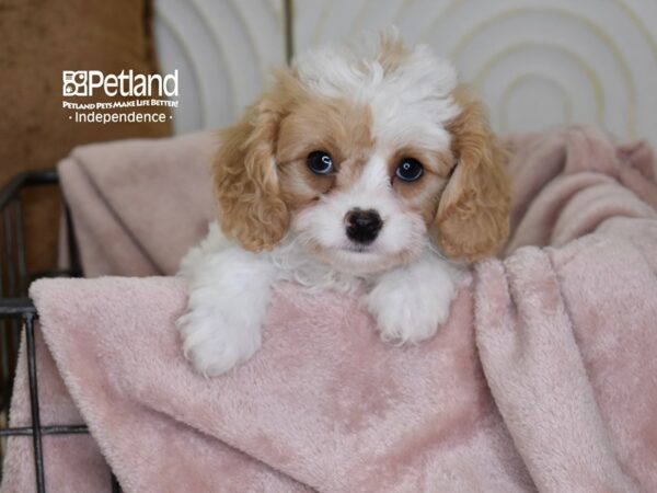 Cavapoo-Dog-Female-Blenheim-5503-Petland Independence, Missouri