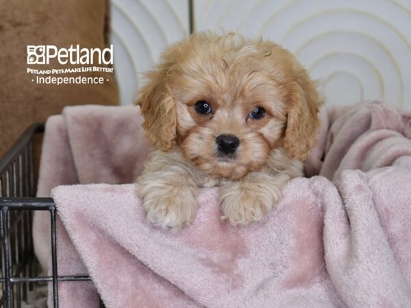 [#5502] Apricot Male Cavapoo Puppies For Sale
