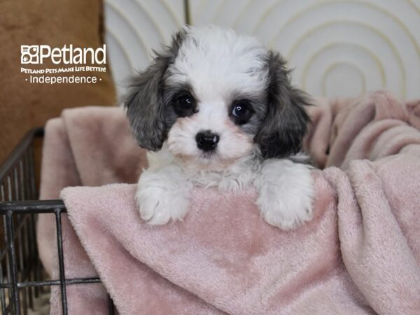 [#5501] Blue Merle & White Male Cavapoo Puppies For Sale