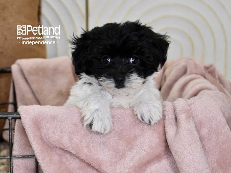 [#5498] Black & White Female Maltipoo Puppies For Sale #2