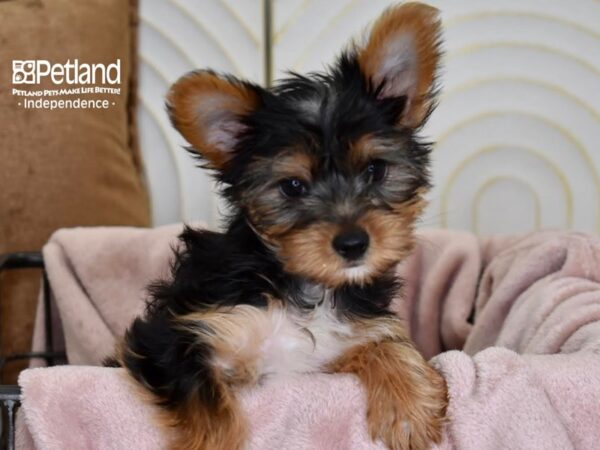 Yorkshire Terrier Dog Female Black & Tan 5484 Petland Independence, Missouri