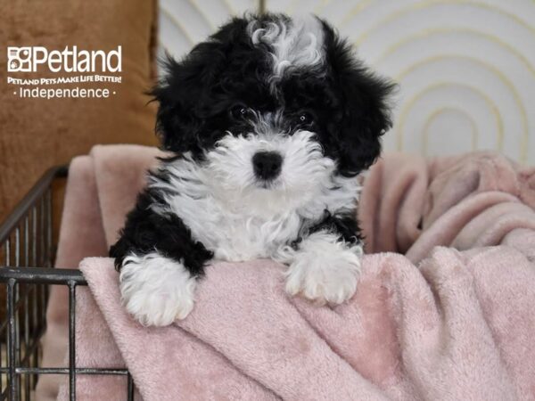 Miniature Bernedoodle 2nd Gen Dog Female Black & White 5488 Petland Independence, Missouri