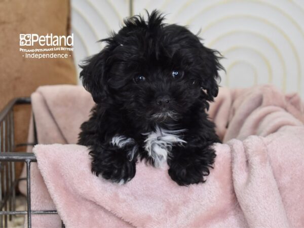 Maltipoo Dog Male Black 5497 Petland Independence, Missouri