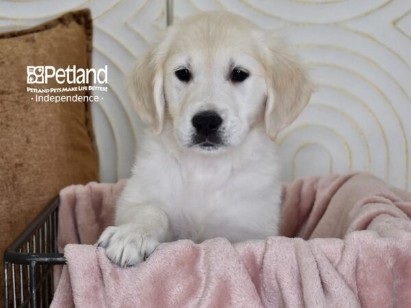 Golden Retriever Dog Female Light Golden 5493 Petland Independence, Missouri