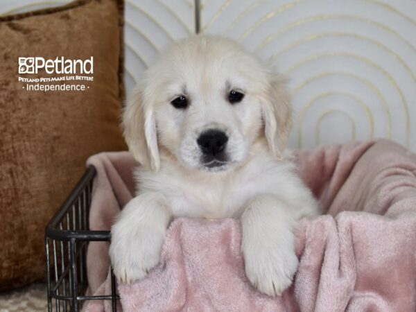 Golden Retriever Dog Male Light Golden 5492 Petland Independence, Missouri